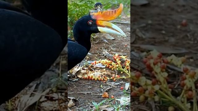 Двурогий калао или большой индийский носорог (гомрай) - Buceros bicornis #интересно #животные