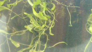 Пузырчатка. Utricularia. Содержание и уход. Хищное растение.