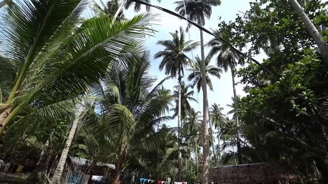 Добыча кокосов у отеля Peace and Love Beach Club на острове Палаван, филиппины смотреть онлайн