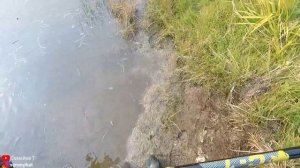 Пруд на даче и караси из лужи! Ловим карася сачком и запускаем в свой пруд на участке.