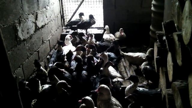 Индоутки (мускусные утки) уход и содержание смотреть онлайн