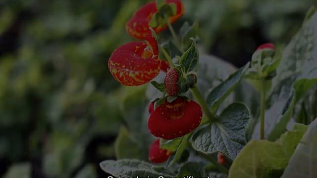 Кальцеолярия цветок — уход в домашних условиях смотреть онлайн