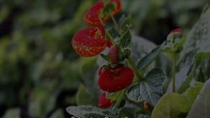 Кальцеолярия цветок — уход в домашних условиях