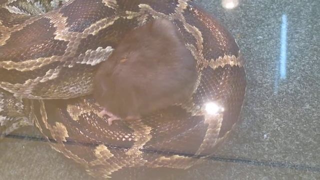 Змея душит крысу Zmeya dushit krysu смотреть онлайн