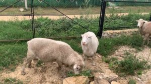Пополнение в нашем хозяйстве! Катумские овцы! Поездка в Ливны!