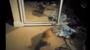 Зеркало и Животные!!! Приколы 2013