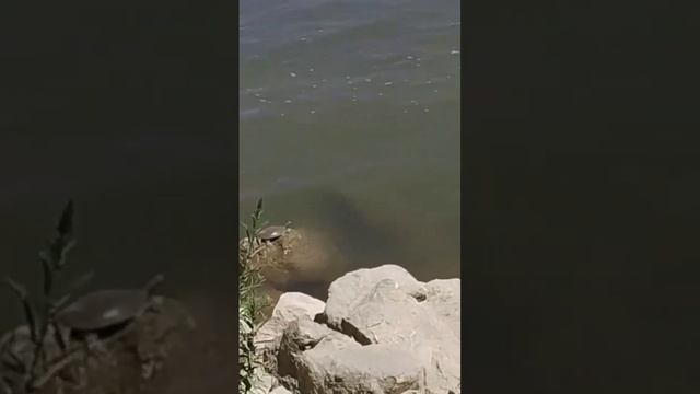 DO NOT WATCH IT IS NOT GOOD смотреть онлайн