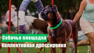 Грифон собака. Пти брабансон. Социализация, дрессировка, смешные моменты. Добби