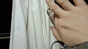 Ночной бражник - ночные приключения