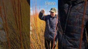 Тверская ива. Вителлина сортовая ива для плетения. Черенки сортовой ивы для посадки. Плетение дерев