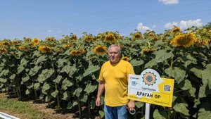 Лучшие гибриды подсолнечника