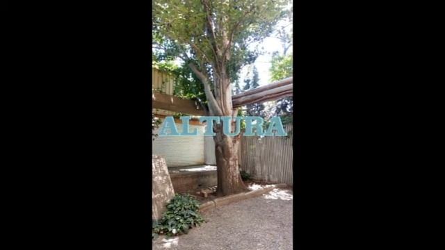 Populus alba смотреть онлайн