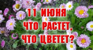 11 июня 2022 г. Что цветет, что растет.mp4