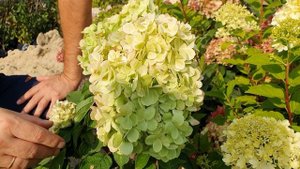 Сильвер Доллар. Неприхотливая красавица, которая цветет до снега