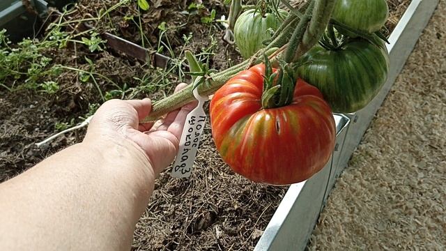 Обзор и дегустация томата Полосатый шоколад