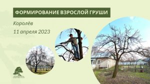 Обрезка взрослой груши