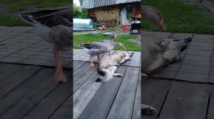 Гуси против собак