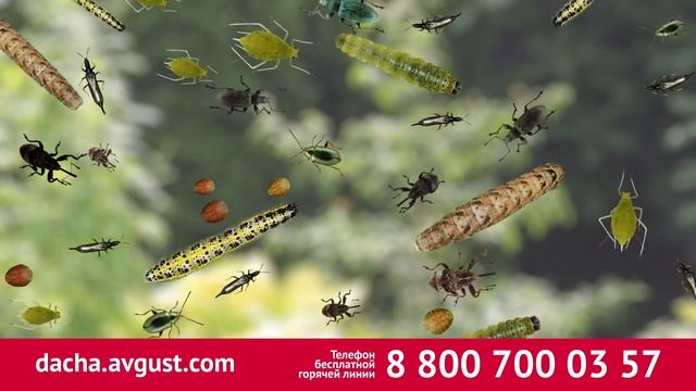 Батрайдер - умный инсектицид для всего сада смотреть онлайн