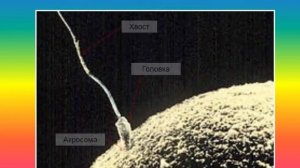 Гистологические препараты "Эмбриология. Половая система"