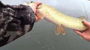 Рыбалка на воблеры. Черейское озеро. Печальная история про тонущую варуну...