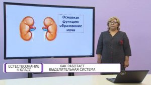 Естествознание. 4 класс. Как работает выделительная система /16.11.2020/