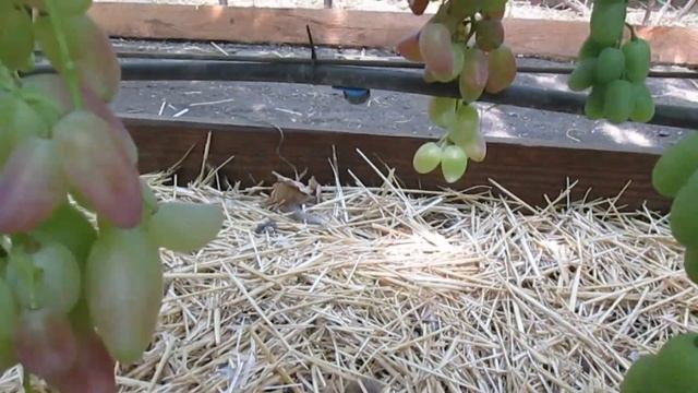 Виноград КРАСА БАЛОК, ИЛЛАРИЯ, ЭВЕРЕСТ, ИРАНЕЦ смотреть онлайн