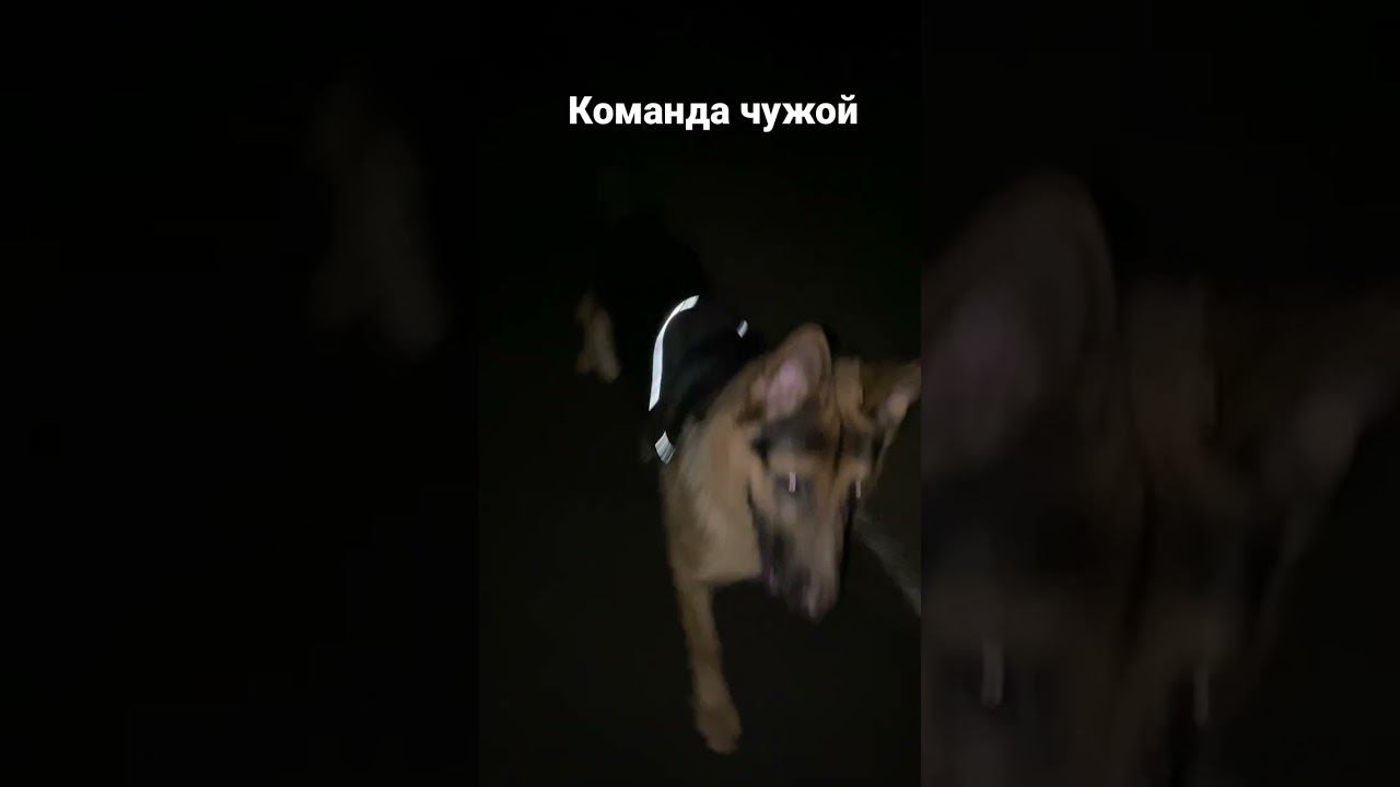 Локи выполняет команду чужой, без противника. Предупредительный лай. смотреть онлайн