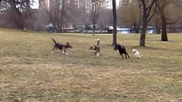 Бигли