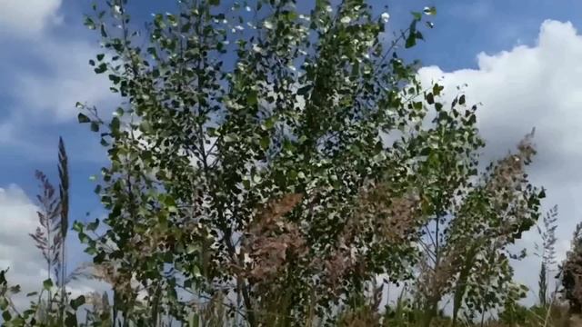 24 июля праздник День Ольги. Народные приметы и традиции. Важные запреты, которые нельзя нарушать.