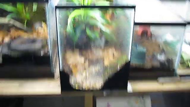 Frog room #3 смотреть онлайн