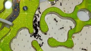 Зачем нужен песок в формикарии? Муравьи в муравьиной ферме от Top ant