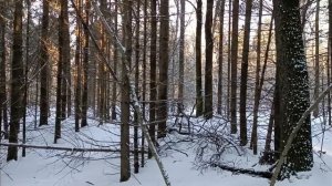 ЛЮТЫЙ МОРОЗ НА КАНУНЕ РОЖДЕСТВА/ ОХОТА С ЛАЙКОЙ/