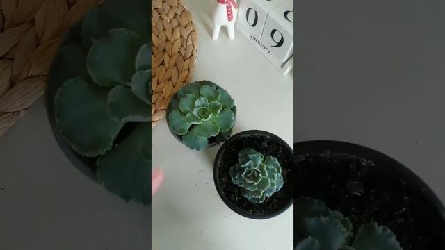 Эхеверия Шавиана обычная VS Гибрид #succulents #суккуленты #эхеверия #суккулент