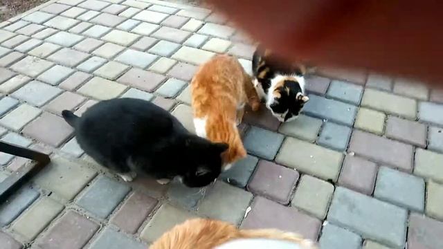 Рыжие коты, трёхместная кошка смотреть онлайн