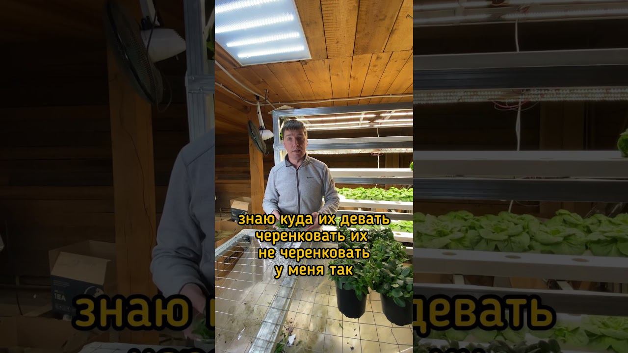 Формирование Петуний #огородкруглыйгод #петуния