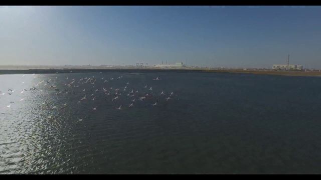 Фламинго на озере Караколь / Flamingo at Lake Karakol смотреть онлайн