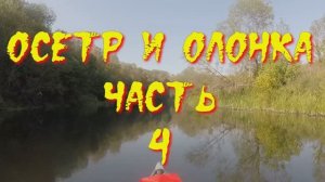 Осетр и Олонка. Часть 4