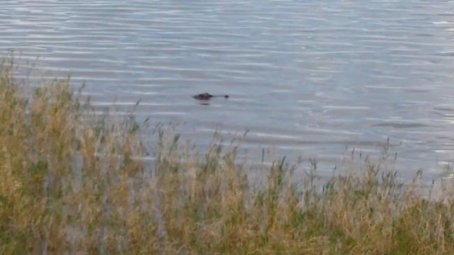 Загадочные обитатели озера Апопка. смотреть онлайн