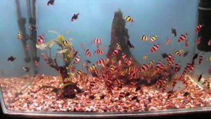 барбус суматранский - стая барбусов