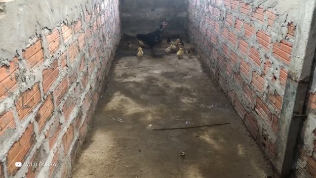 Как Мамы Животного Мира Защищают Детенышей — Матери в Деле смотреть онлайн