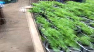 огурчики БЬЁРН/ САДИМ ДЛЯ СЕБЯ \огурцы в теплице