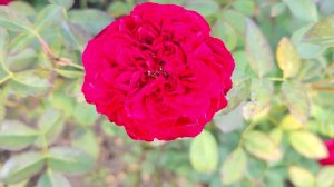 купить саженцы кусты роз с доставкой почтой или ТК по РФ