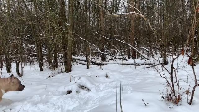 ЗИМНЯЯ OXOTA НА ЗАЙЦА смотреть онлайн