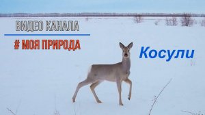 Косули вечером