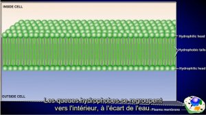 Ricochet Science - La membrane plasmique, une  mosaïque fluide (Eng)