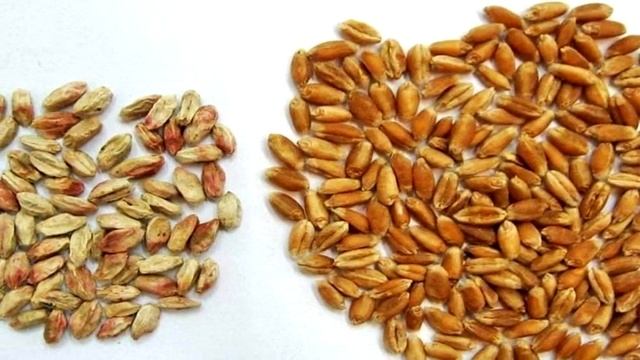 Что будет если съесть плесень смотреть онлайн