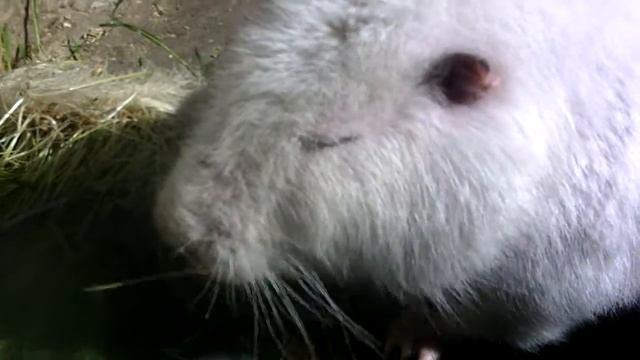 Ну́трия или кои́пу или боло́тный бобр. Myocastor coypus или КРЫСА. смотреть онлайн