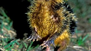 Тенрек - полосатый щетинистый ёж/Tenrec striped bristly hedgehog