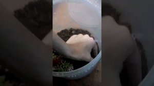 Как определить пол паука птицееда