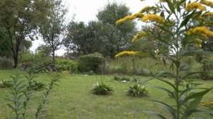 В городе Хабаровске подтопленными продолжают оставаться дачные участки